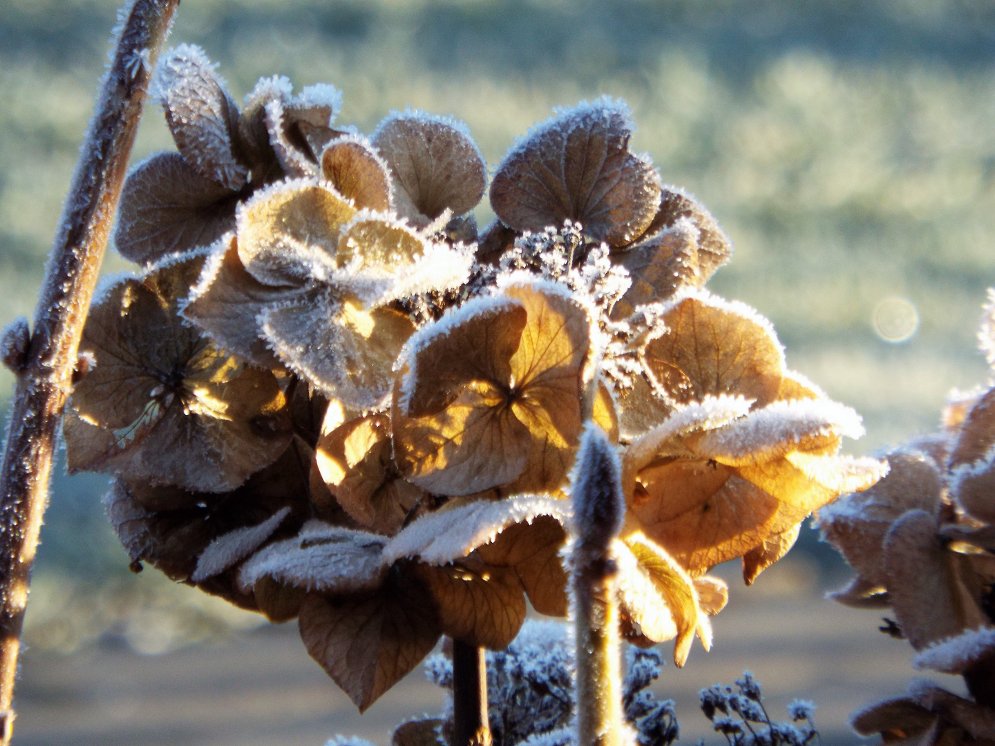 Der erste Frost