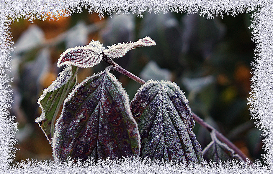 Der erste Frost