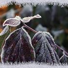 Der erste Frost