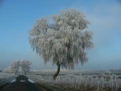 Der erste Frost