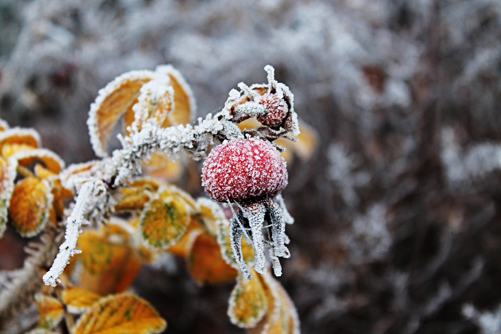 Der erste Frost