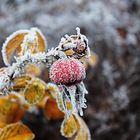 Der erste Frost