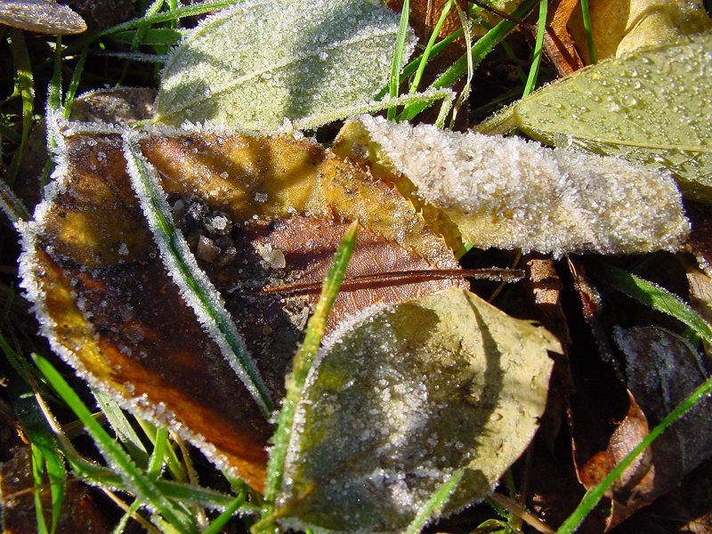 Der erste Frost!