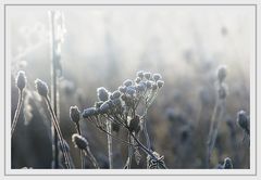 Der erste Frost