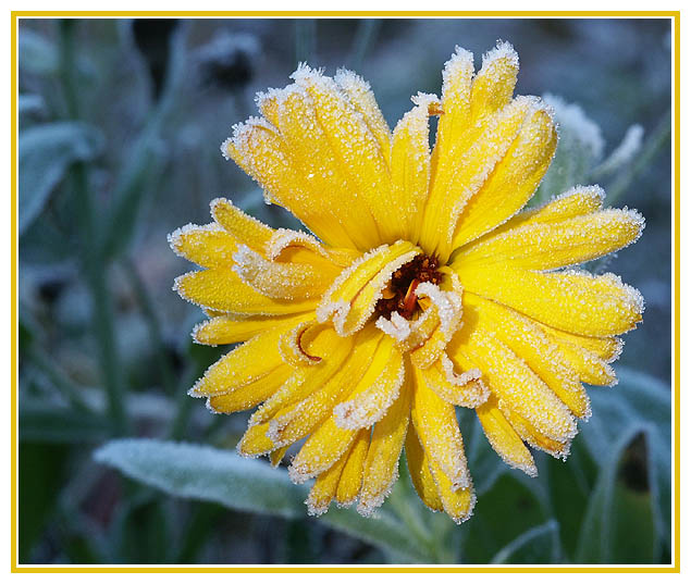 Der erste Frost (3)