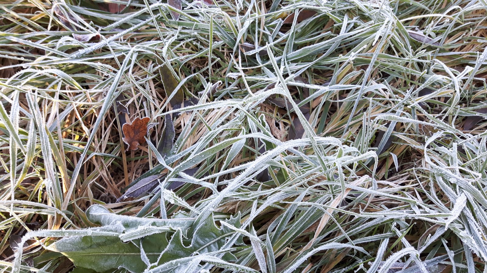 Der erste Frost