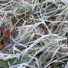 Der erste Frost