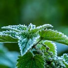 Der erste Frost