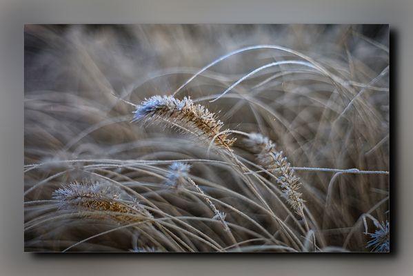 ......der erste Frost