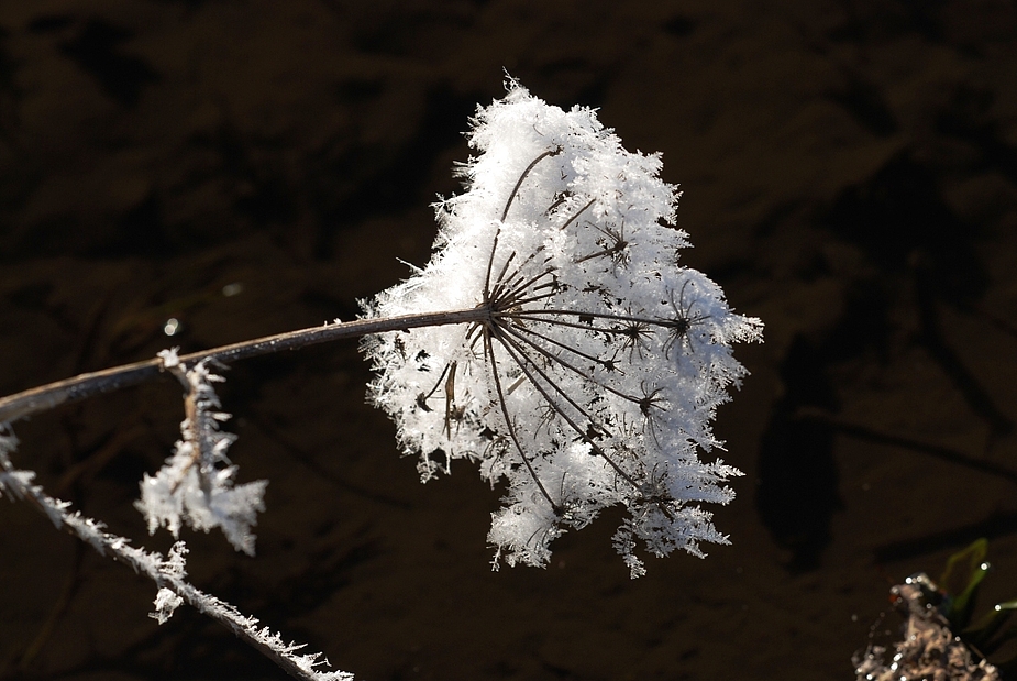 Der erste Frost