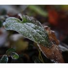 Der erste Frost