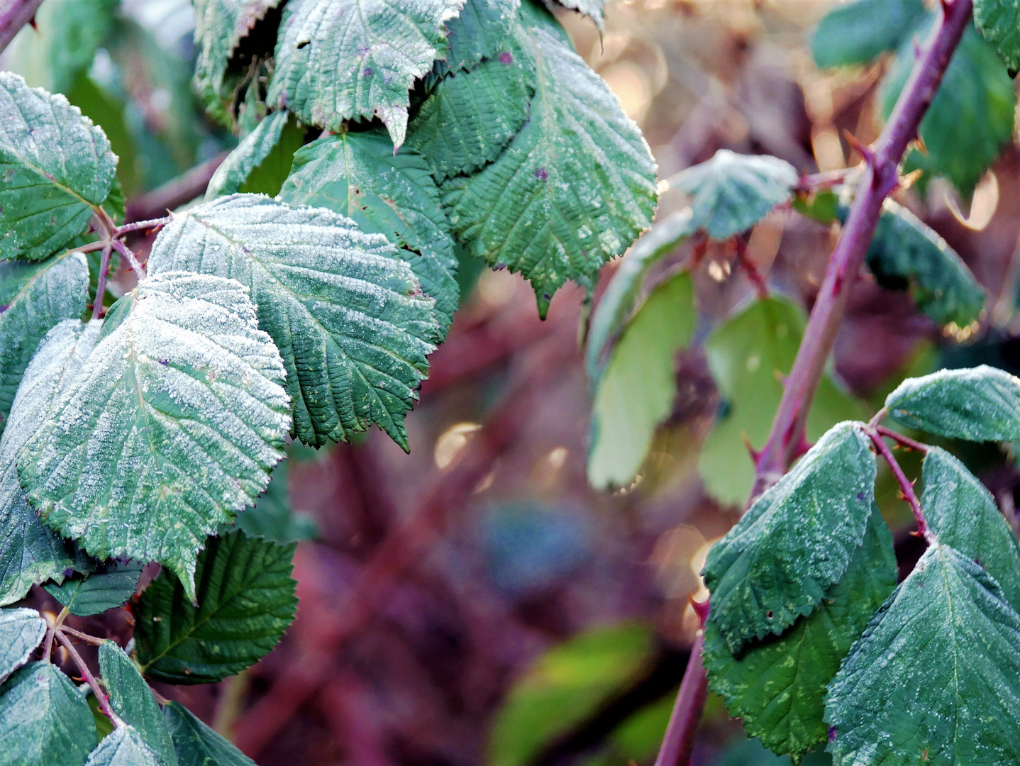 Der erste Frost