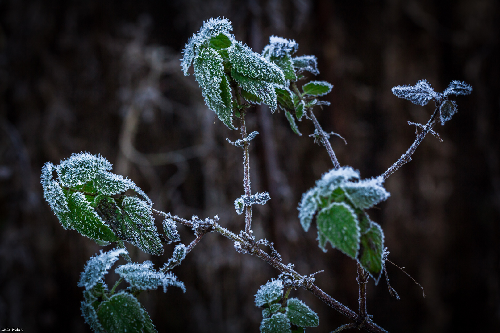 Der erste Frost