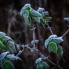 Der erste Frost