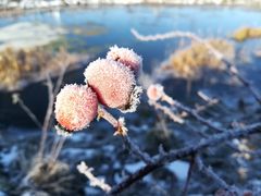 Der erste Frost