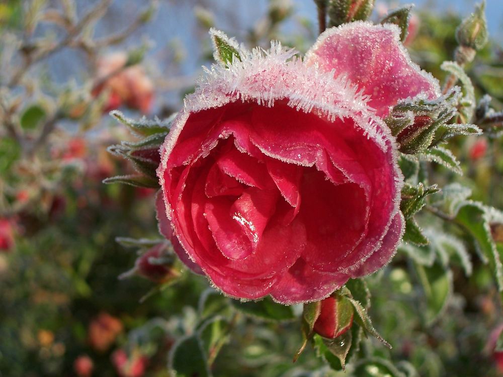 Der erste Frost Foto &amp; Bild | jahreszeiten, winter, natur Bilder auf ...