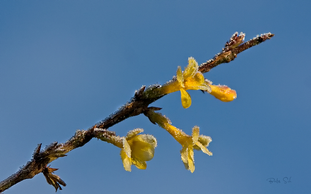 Der erste Frost