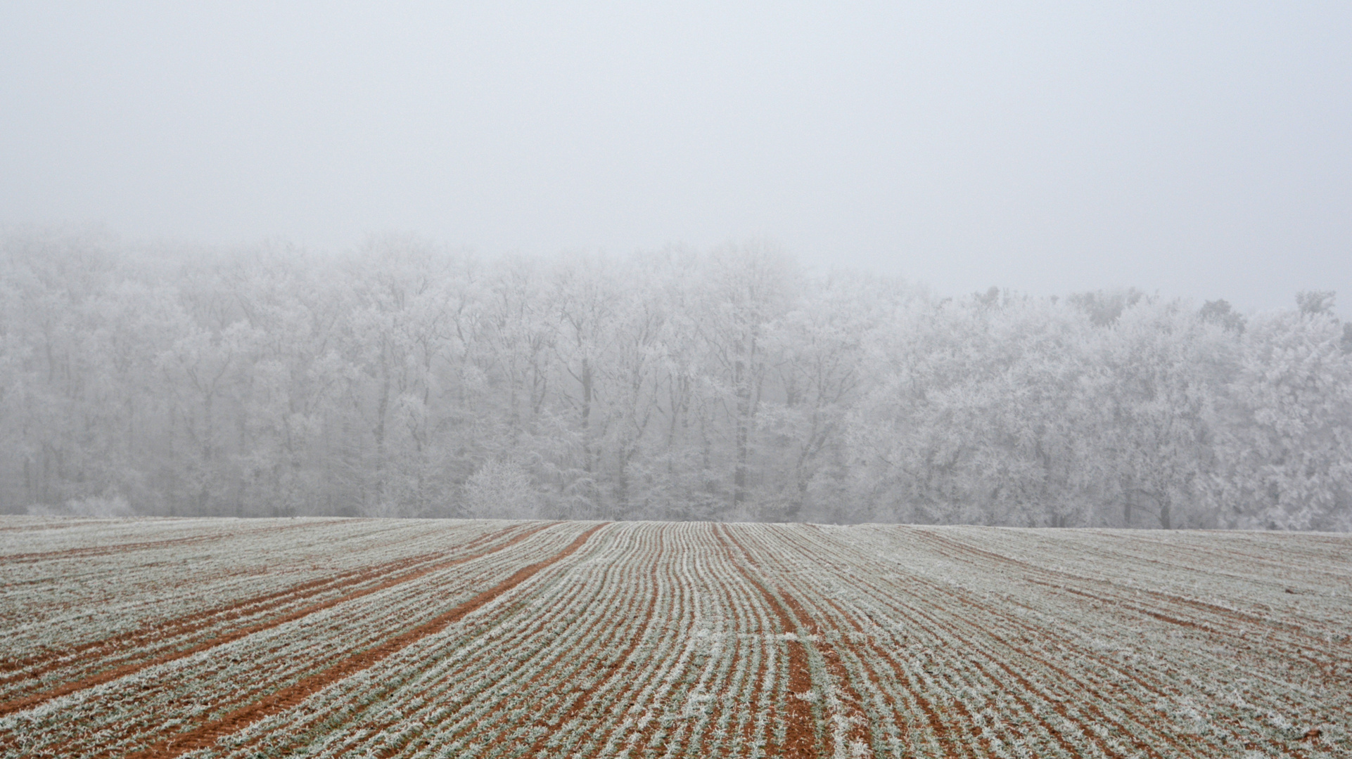 der erste frost