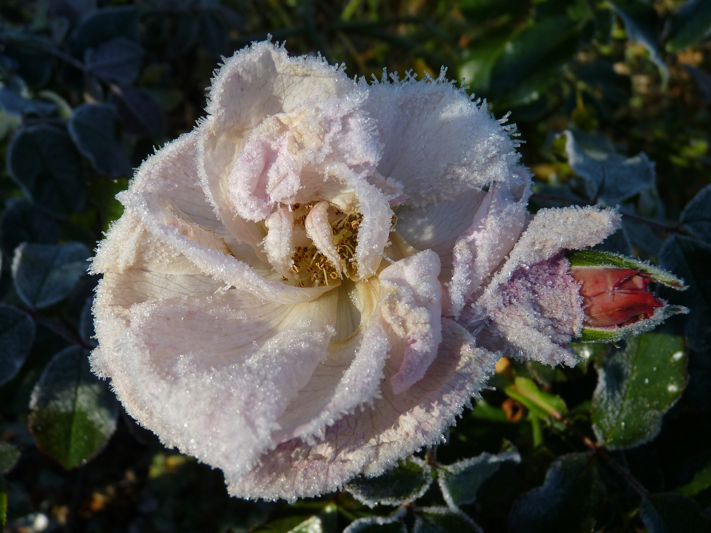 Der erste Frost