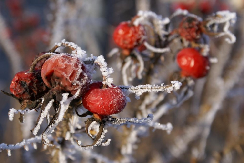 der erste frost