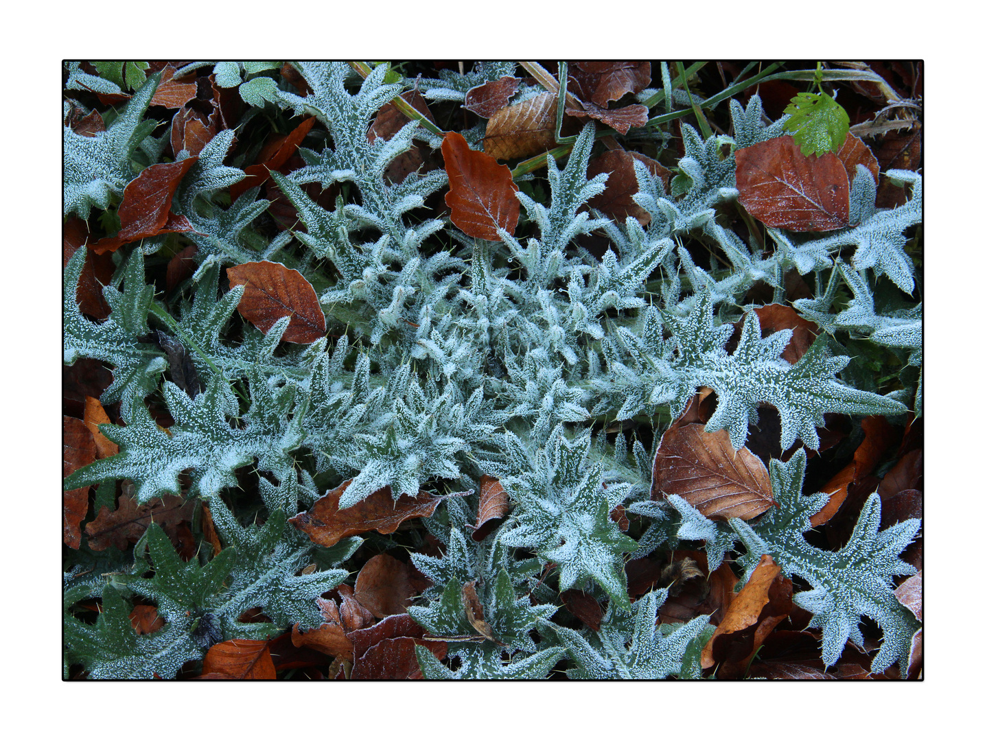 ~ der erste Frost ~