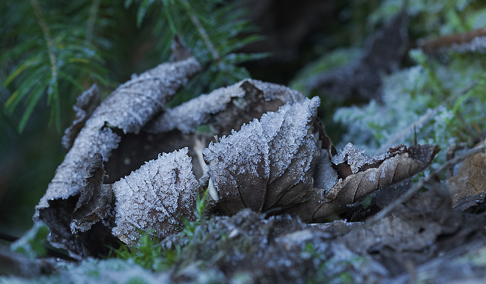 Der erste Frost