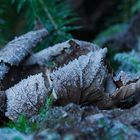 Der erste Frost