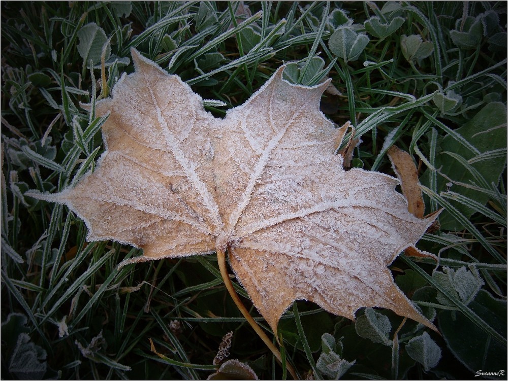 der erste Frost