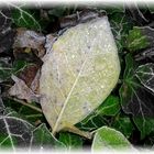 Der erste Frost