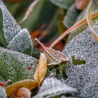 Der erste Frost