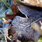 Der erste Frost 