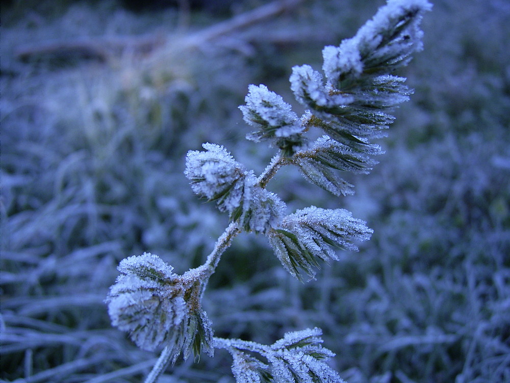 Der erste Frost