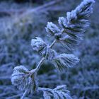 Der erste Frost