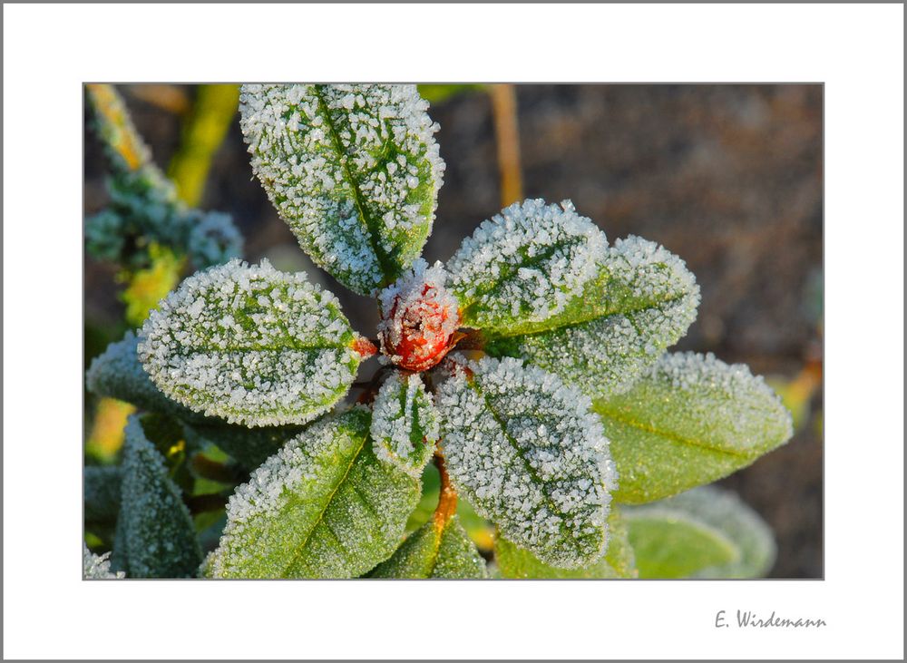 ***Der erste Frost***