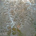 der erste Frost