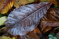 Der erste Frost