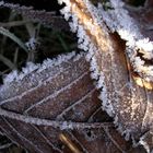 Der erste Frost