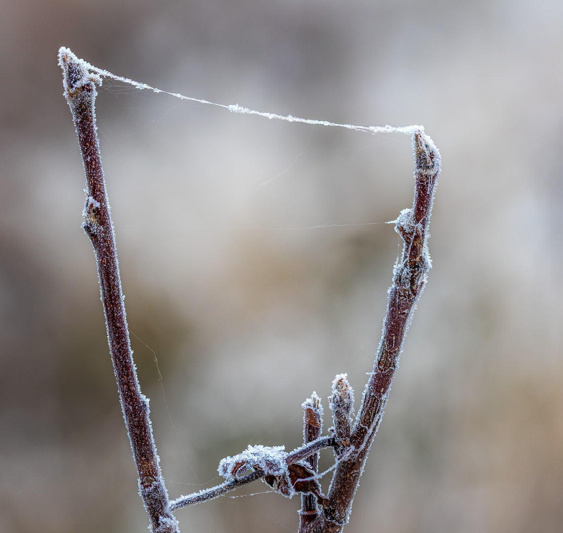 Der erste Frost