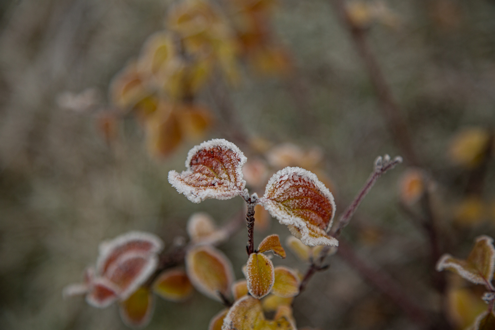 Der erste Frost