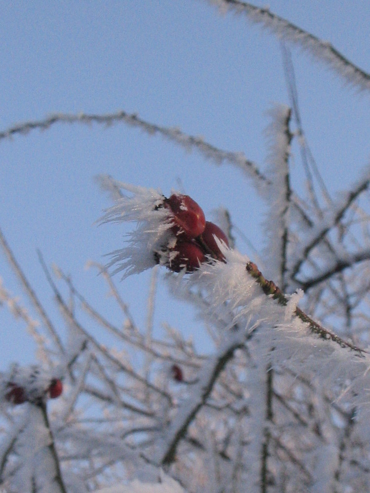 Der erste Frost...