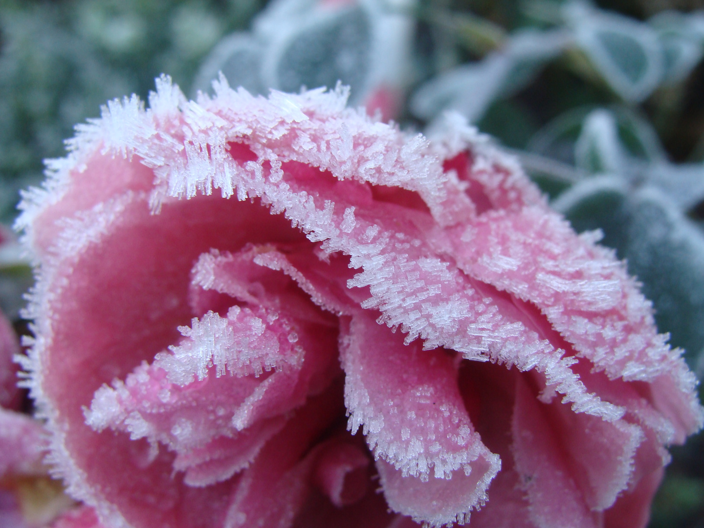 Der erste Frost .............