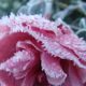 Der erste Frost .............