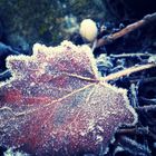 Der erste Frost