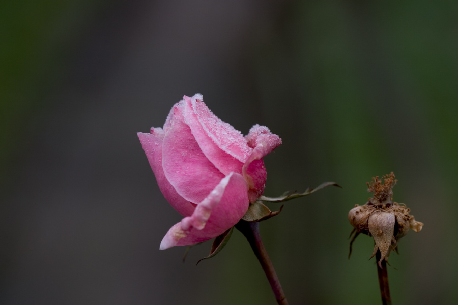 Der erste Frost