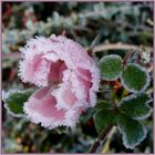 Der erste Frost