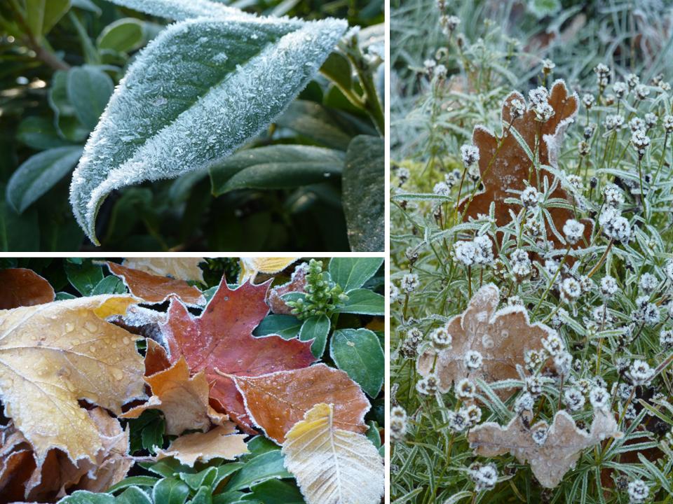 Der Erste Frost