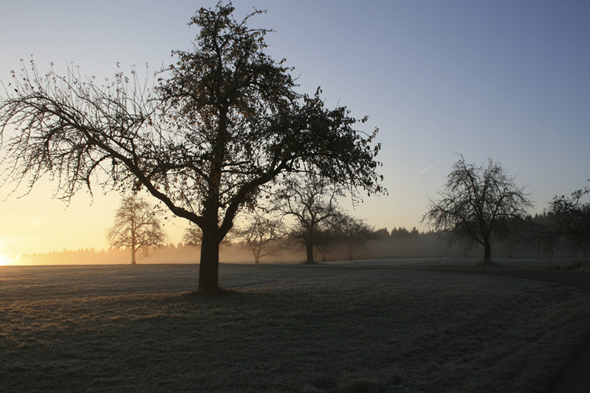 der erste Frost