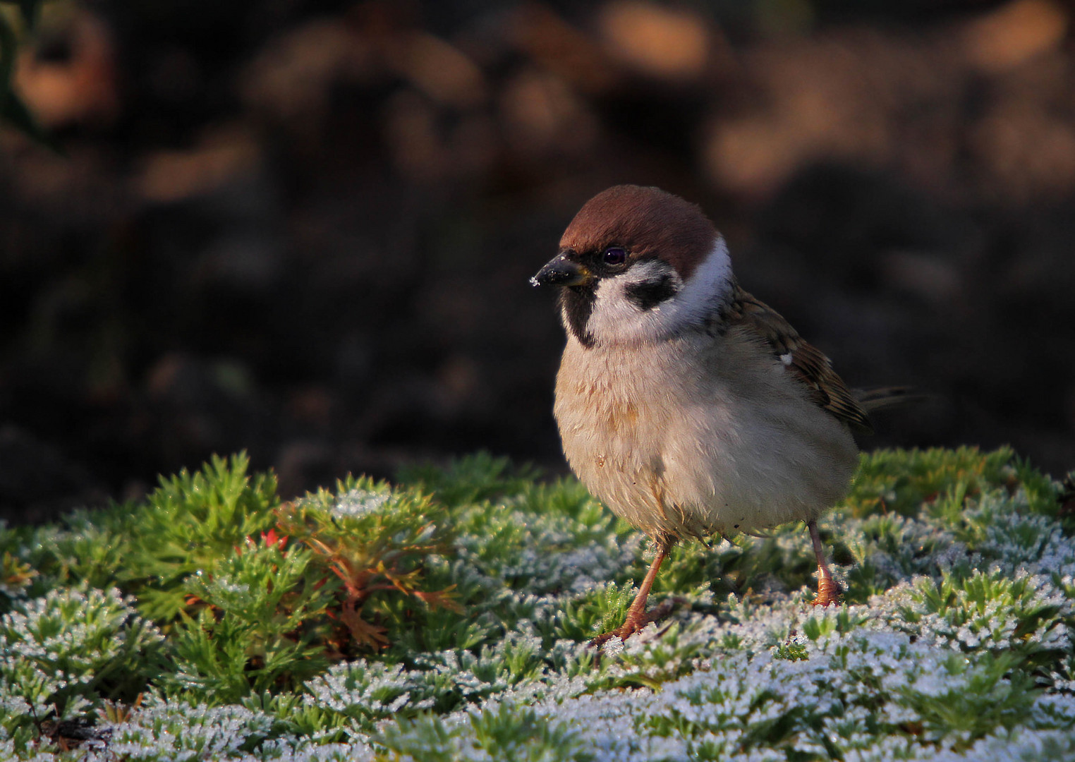 Der erste Frost.