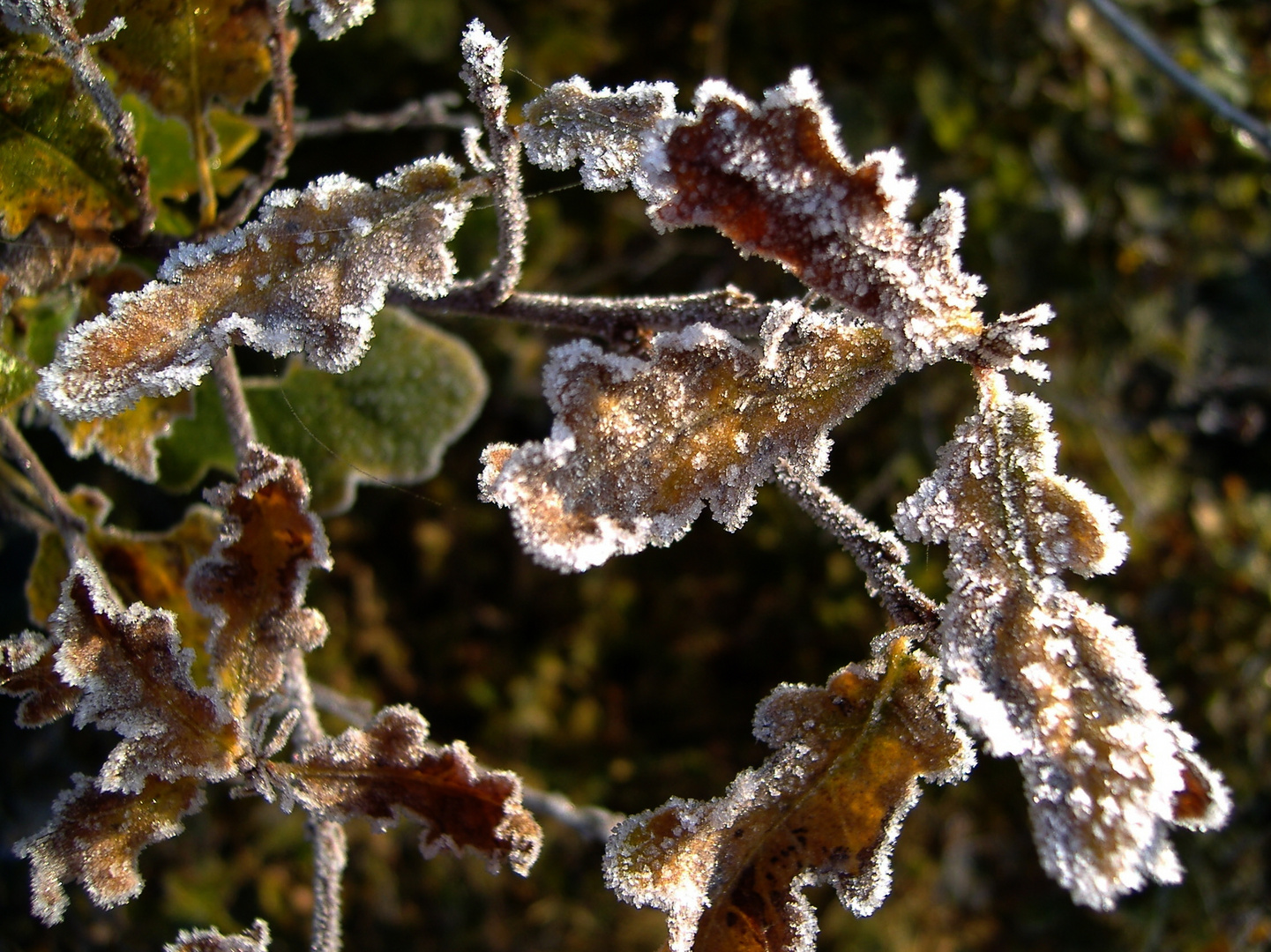 der erste Frost