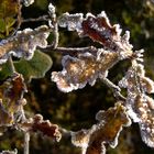 der erste Frost